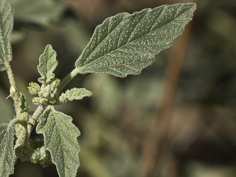 Mata de Tornasol (Chrozophora tinctoria)