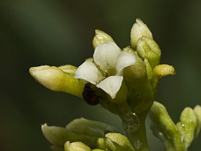 Ramillete de flores del torvisco