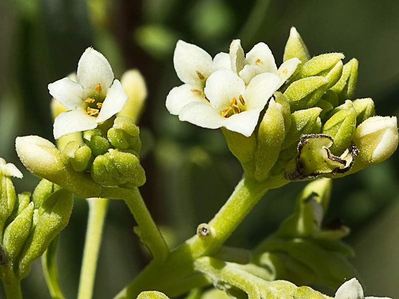 Ramillete de flores del torvisco