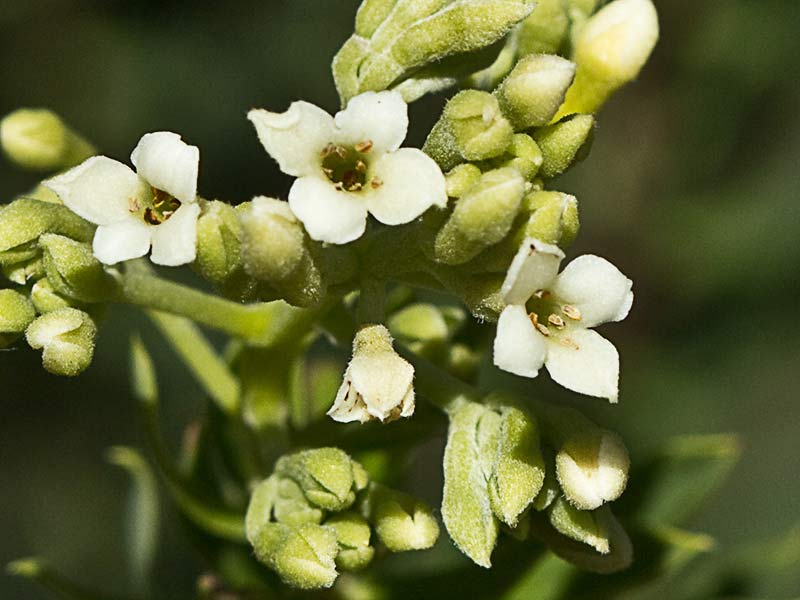 Ramillete de flores del torvisco