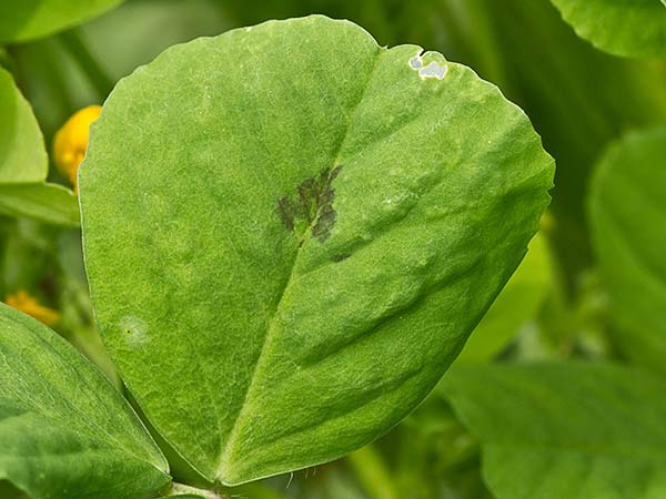 Trebol silvestre (Medicago arabica)
