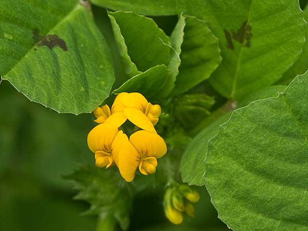 Trébol silvestre (Medicago arabica)