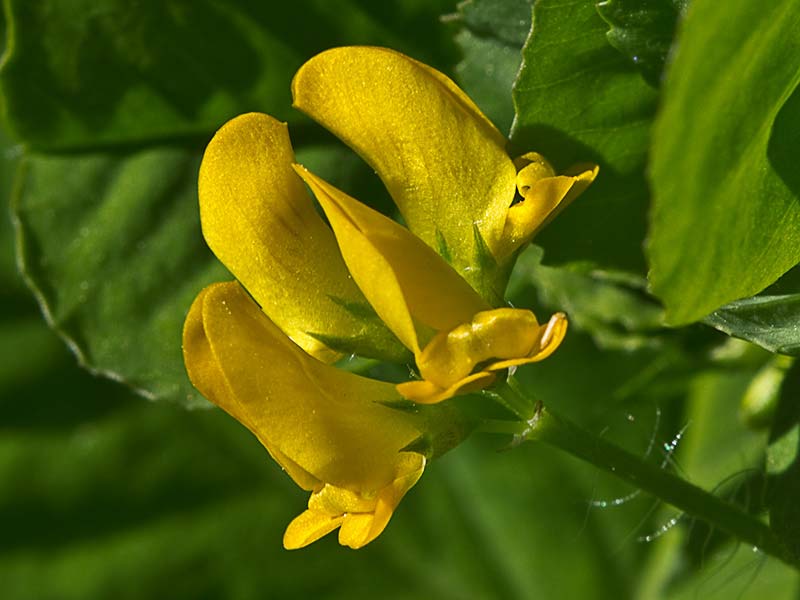Trébol silvestre (Medicago arabica)