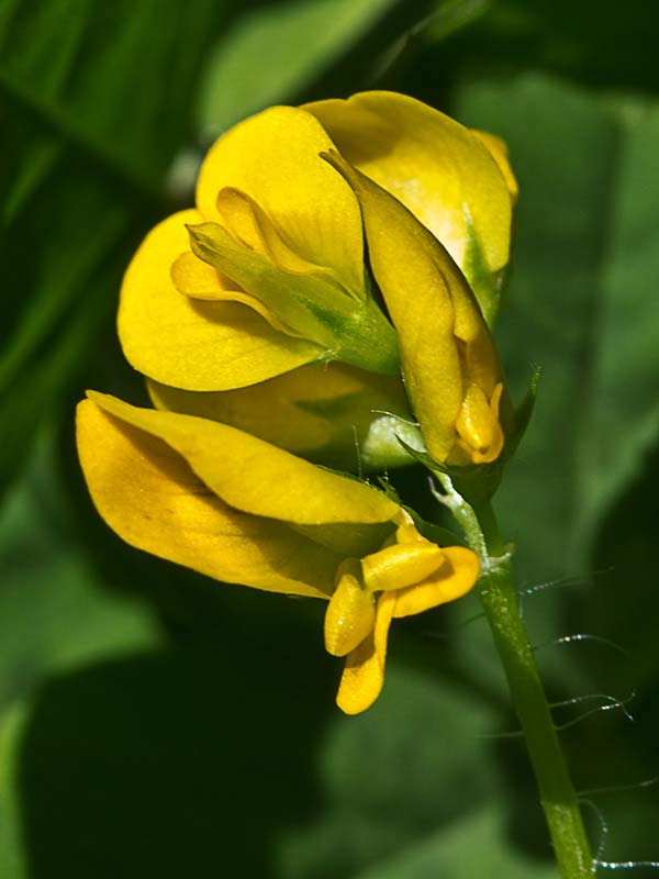 Trébol silvestre (Medicago arabica)
