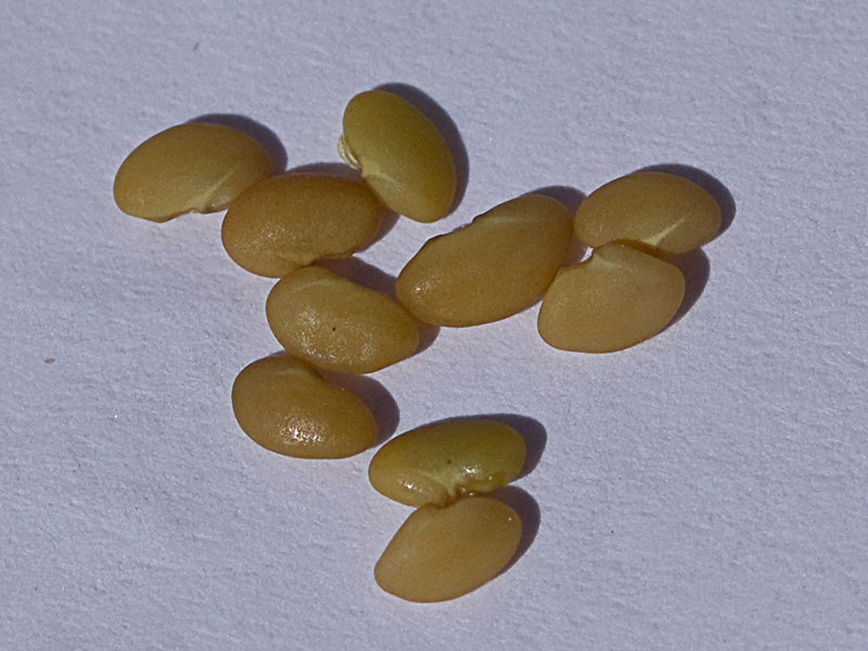 Semillas del Trébol silvestre (Medicago arabica)