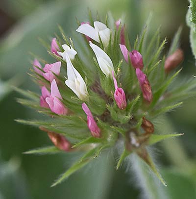 Cabezuela de trebol estrellado aún verde (Trifolium stellatum)