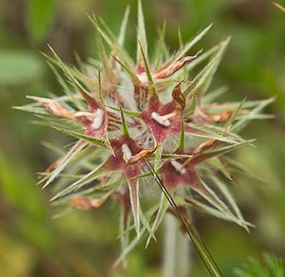 Trifolium stellatum
