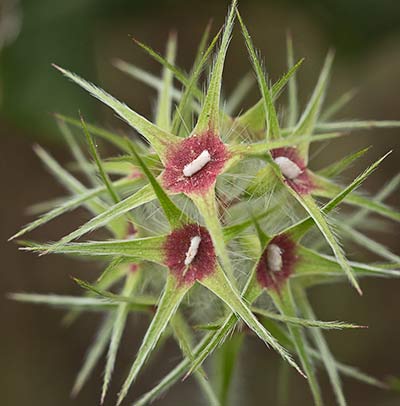 Trifolium stellatum