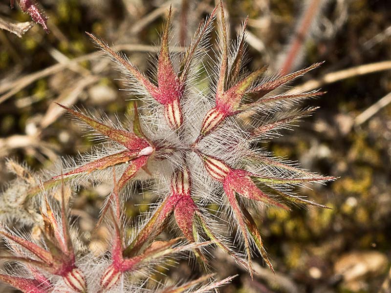 Trifolium stellatum