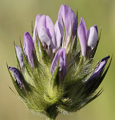 Trébol hediondo (Bituminaria bituminosa)