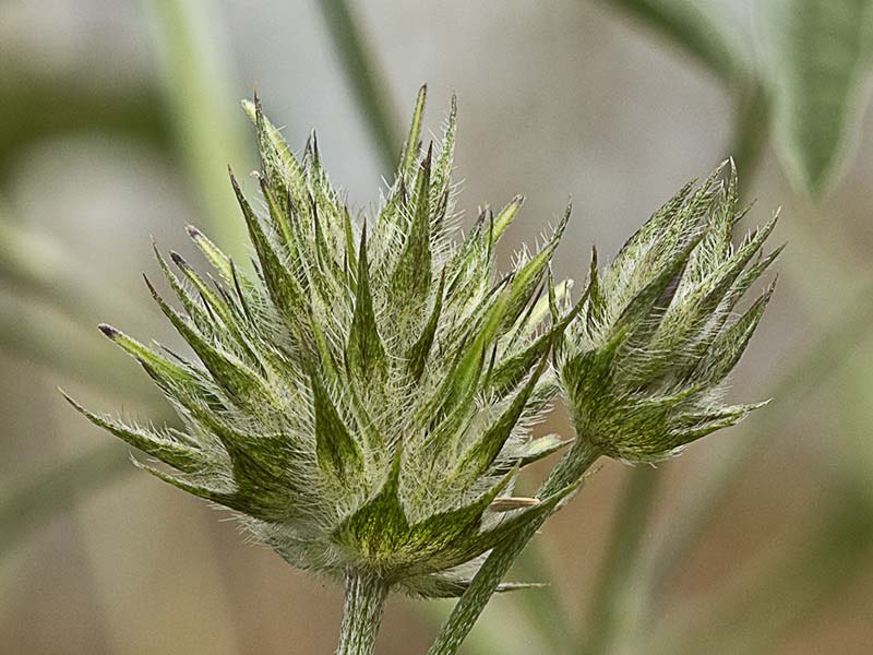 Bituminaria bituminosa.Trébol hediondo