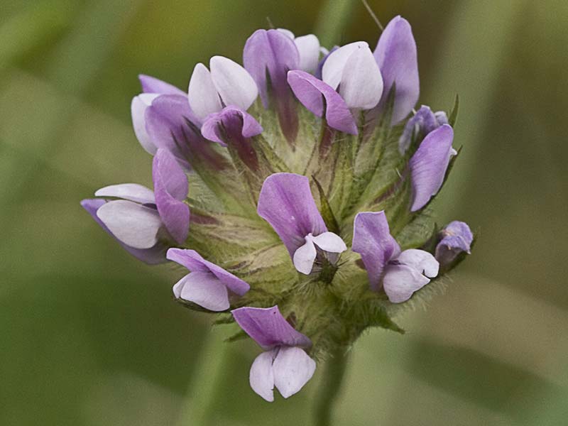 Bituminaria bituminosa.Trébol hediondo