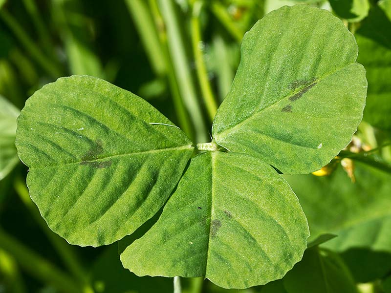 Trebol silvestre (Medicago arabica)