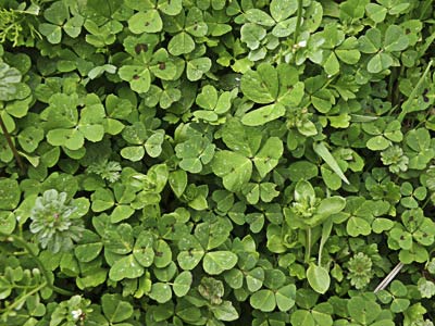 Pradera de trebol silvestre