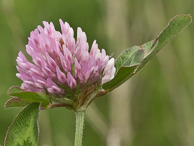 Trébol rojo o trébol violeta (Trifolium pratense)
