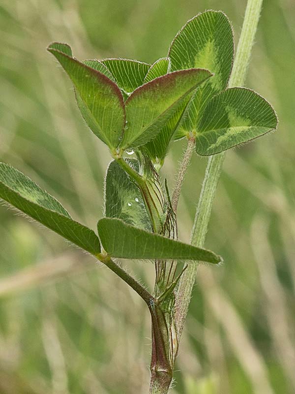 Trébol rojo o trébol violeta (Trifolium pratense)