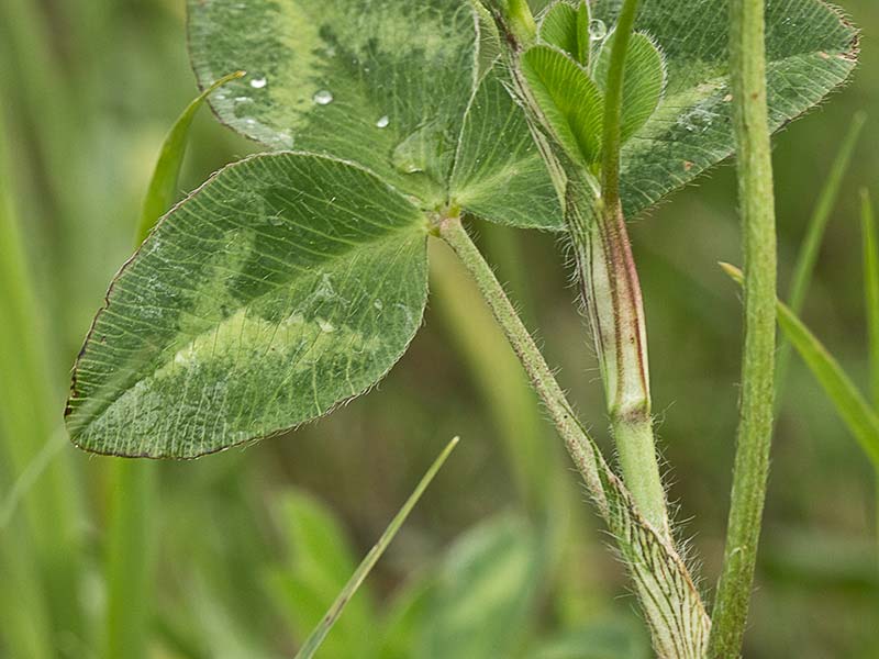 Trébol rojo o trébol violeta (Trifolium pratense)