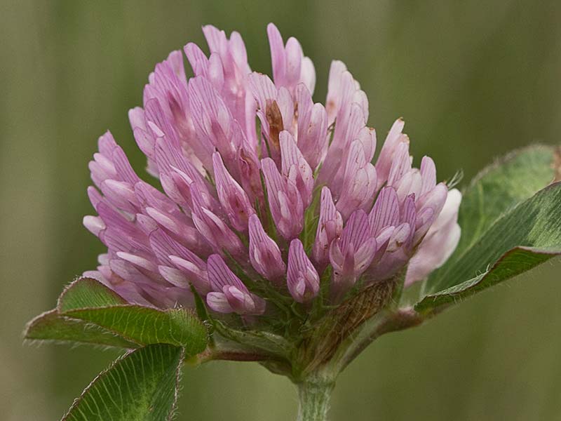 Trébol rojo o trébol violeta (Trifolium pratense)