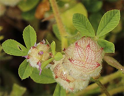 Trébol algodonoso (Trifolium tomentosum)