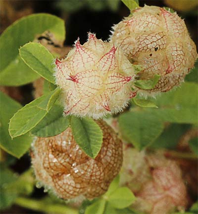 Trébol algodonoso inflorescencia (Trifolium tomentosum)