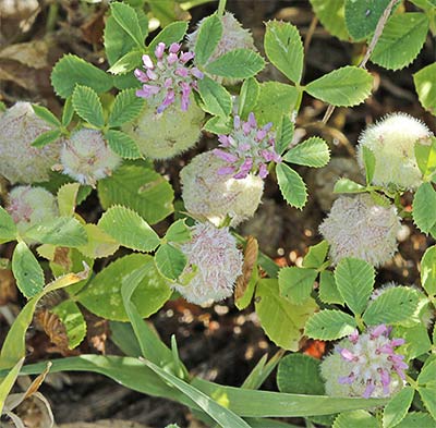 Trébol algodonoso (Trifolium tomentosum)