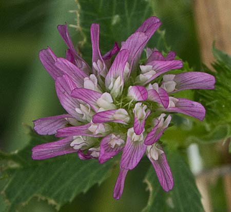 Trébol algodonoso inflorescencia (Trifolium tomentosum)