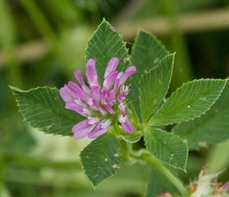 Trébol algodonoso inflorescencia (Trifolium tomentosum)