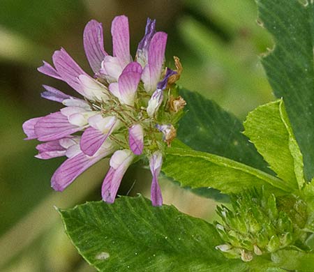 Inflorescencia del Trébol siempreviva (Trifolium tomentosum)