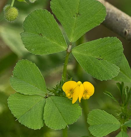 Flor del trebol (Medicago arabica)