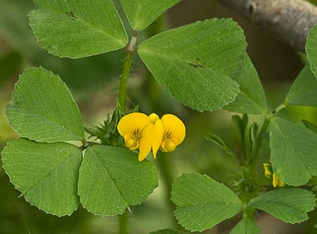 Trébol silvestre (Medicago arabica)