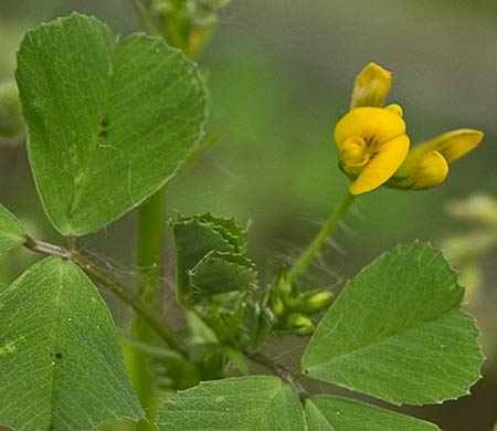 Trébol silvestre (Medicago arabica)