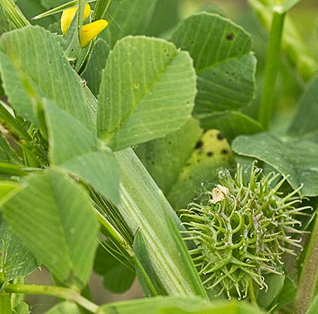 Fruto del Trébol silvestre (Medicago arabica)