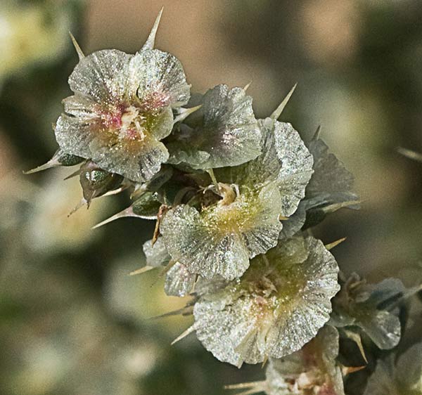 La Turra (Salsola kali)