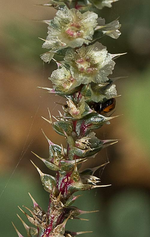 La Turra (Salsola kali)