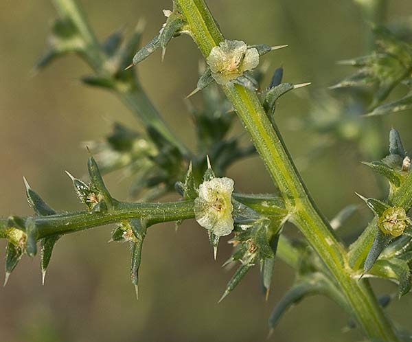 La Turra (Salsola kali)