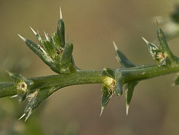 La Turra (Salsola kali)