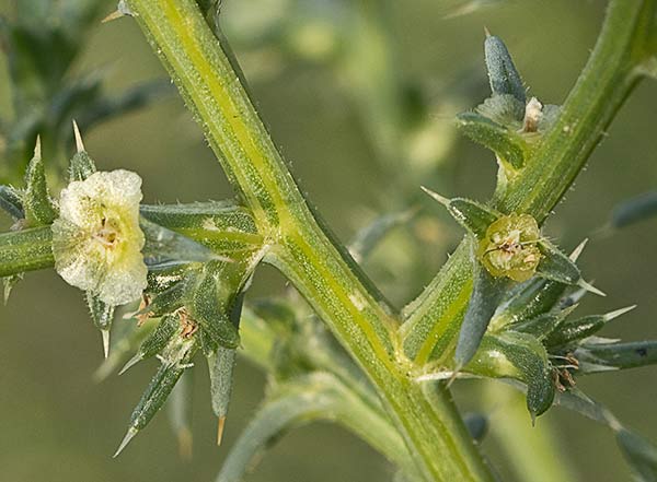 La Turra (Salsola kali)