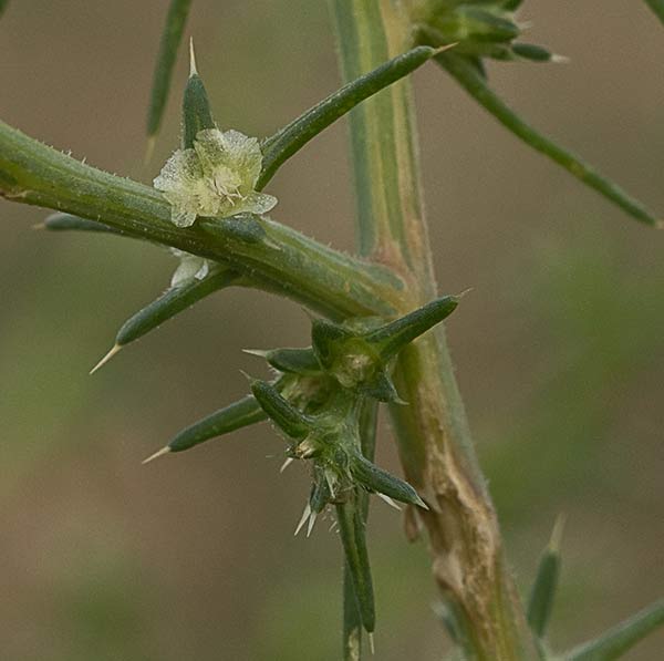 La Turra (Salsola kali)