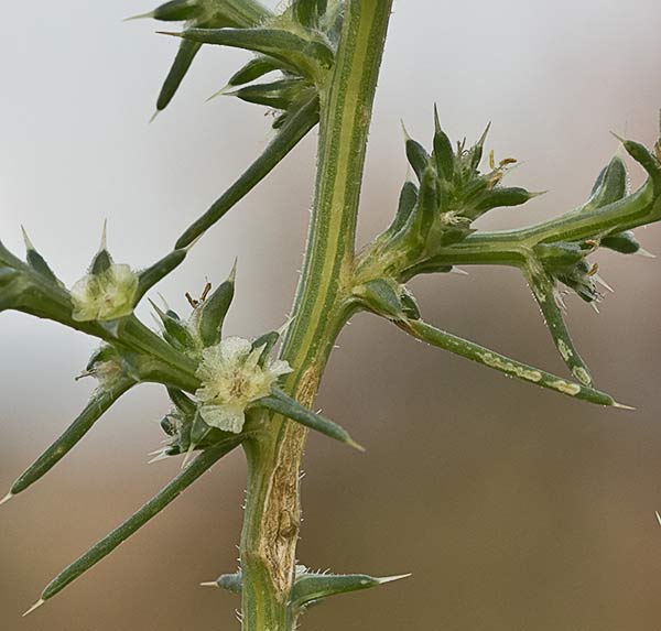 La Turra (Salsola kali)
