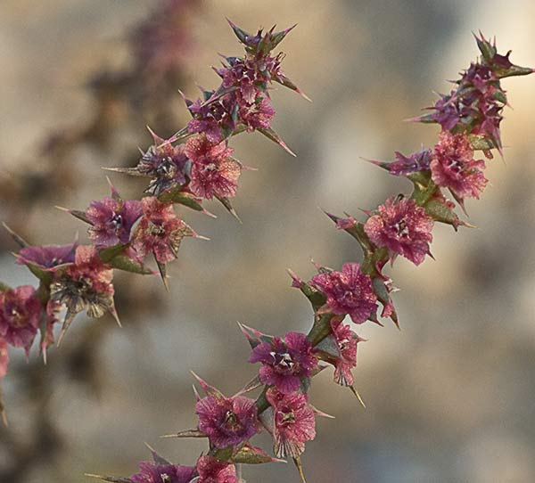 La Turra (Salsola kali)