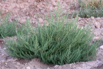 Mata de Capellanes (Lepidium draba)