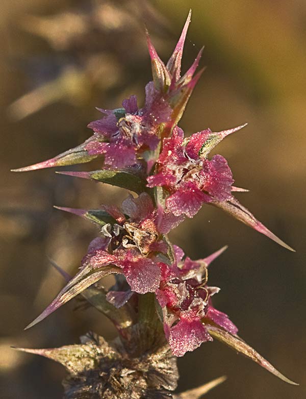 La Turra (Salsola kali)
