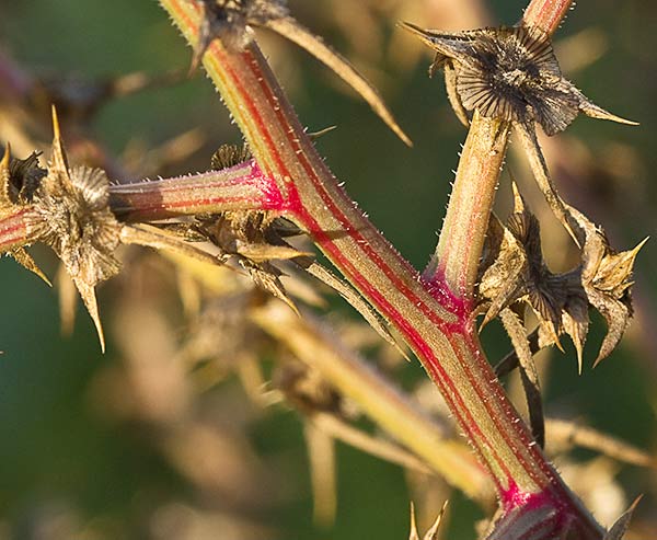 La Turra (Salsola kali)