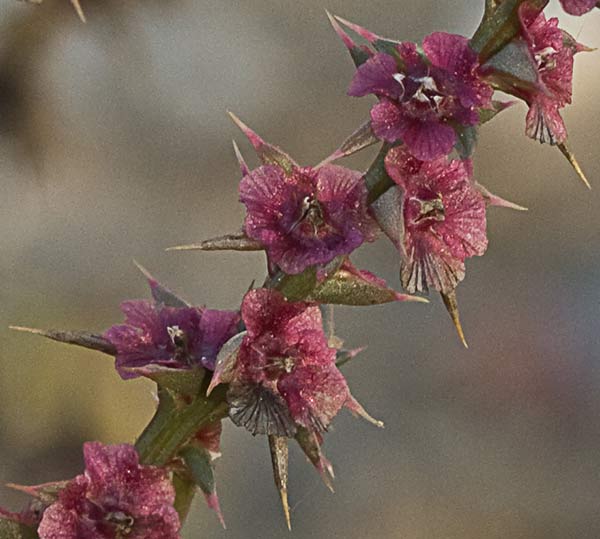La Turra (Salsola kali)