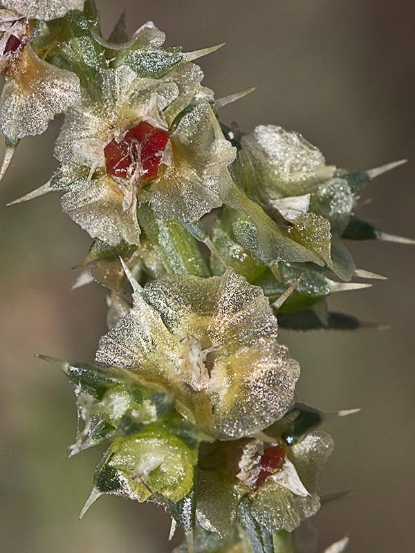 La Turra (Salsola kali)