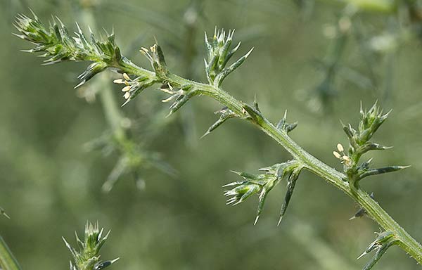 Salsola kali, La turra