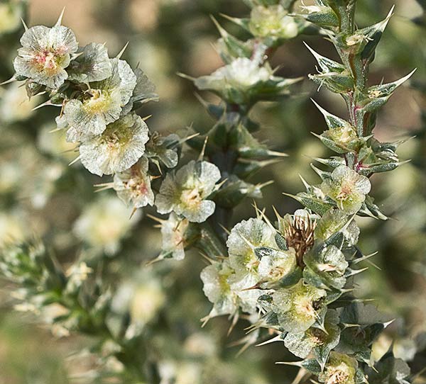 Salsola kali, La turra