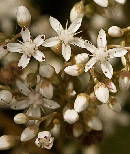 Flores de la uña de gato (Sedum album)
