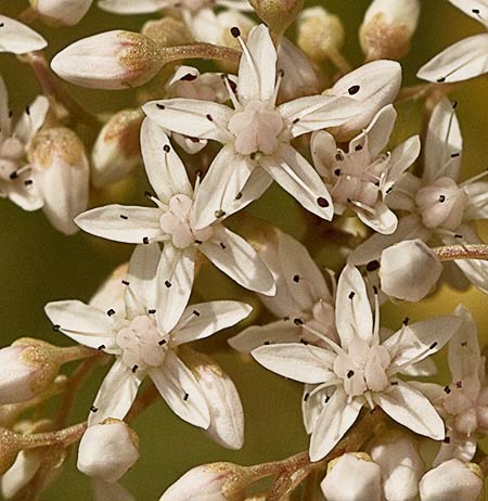 Flores de la uñade gato (Sedum album) 