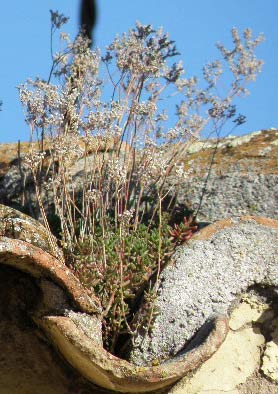 Matas de Uñas de gato (sedum album)sobre un tejado